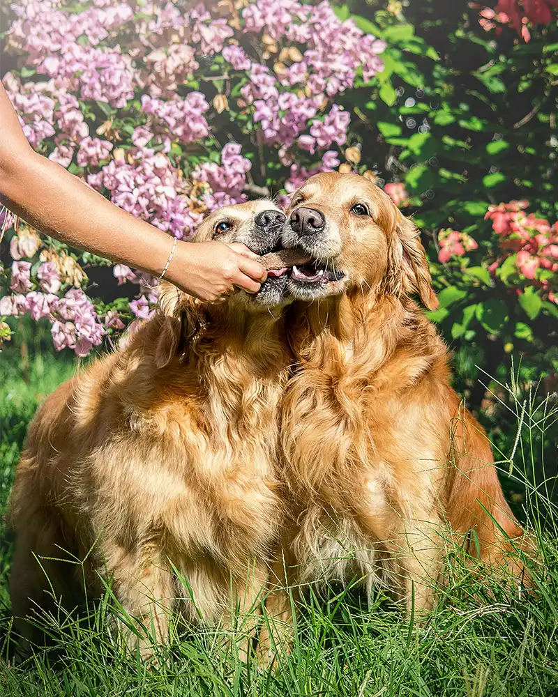 Helados para perros